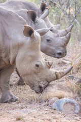 Naklejka premium Three rhinos