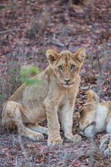 Lion cub