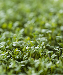 Cress background image