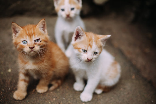 Cute homeless sick kittens on street in summer