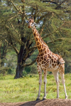 Ganzkörperaufnahme einer Giraffe