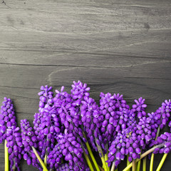 Muscari flowers frame on a dark wooden table