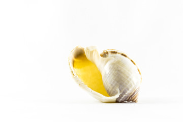 Seashell isolated white background