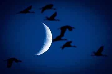 Silhouette Birds were flying on Moon Background.