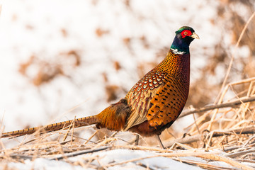 Ringneck Pheasant (Phasianus colchicus)
