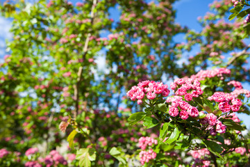 Bloosoming pink flowers of hawthorn tree
