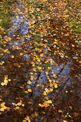 Fallen autumn yellow leaves