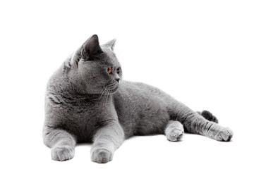 Lying gray British cat