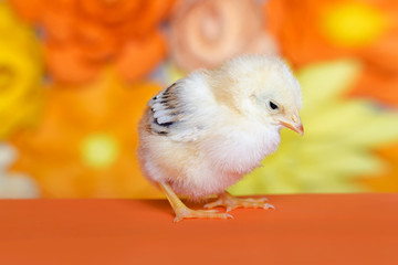 Little chicken on bright background.