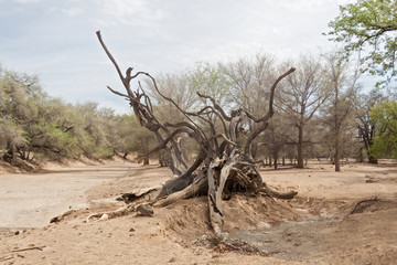 dead tree in the dry riverbed of the Ugab River, Namibia
