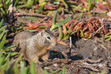 California Ground Squirrel