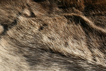 lifestyle rentierfell kulisse modern