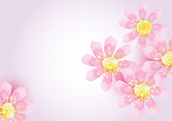 pink cosmos flowers on light pink background,vector illustration