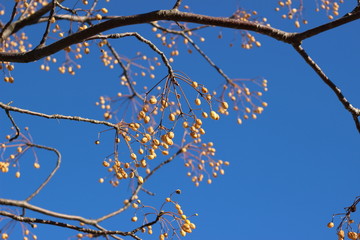 センダンの黄色の実