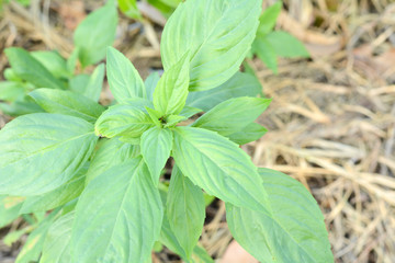basil tree