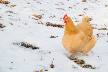 Buff Orpington chicken in the snow