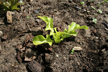 organic lifestyle junges salatpflänzchen modern natürlich ökologie boden sonne gärten