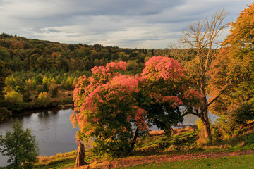 Obraz premium Autumn Landscape and River Dee in Aberdeen, Scotland UK.