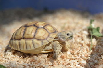 Young Sulcata Tortoise. Kine of turtle species,African spurred tortoise.
