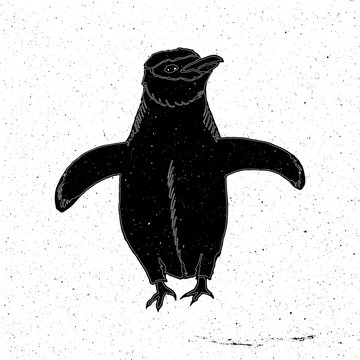 Penguin Hand Drawn