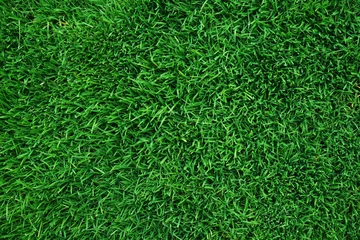 Gordijnen real green grass background © nd700
