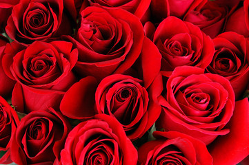 red rose background