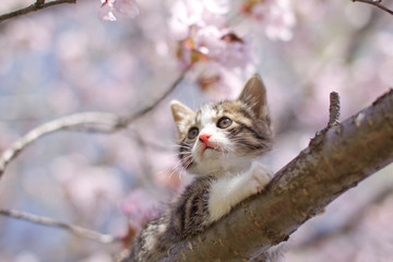 Naklejka na ściany i meble 猫と桜