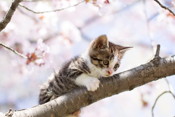 Naklejka na ściany i meble 猫と桜