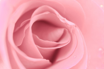 Fototapeta na wymiar Beautiful pink Rose close up.