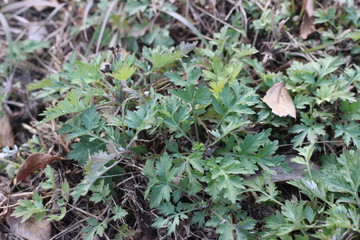 ヨモギの群生地