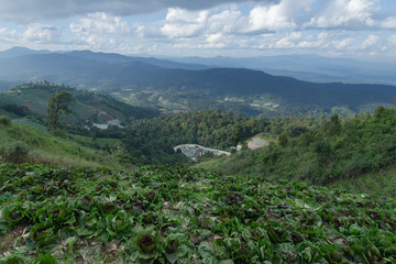 Cabbage farm at the top of Mon Jam mountain in Chiangmai, Thaila