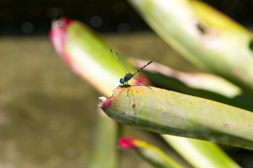 Common Bluetail Damselflies (dragonfly, Ischnura heterosticta)