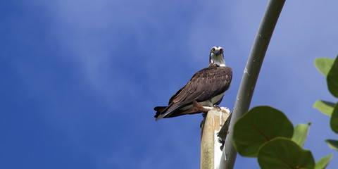 osprey looking down at viewer