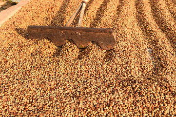 Coffee beans dried in the sun, Coffee beans raked out for drying prior to roasting © nimon_t