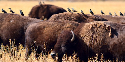Bison and Birds  Panoramic photo of a bison herd with cattle birds lined up on their backs. Yellowstone National Park © Amanda Mortimer