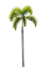 Tree isolated on white background