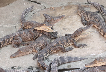 Large group of crocodiles
