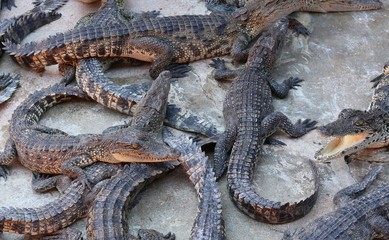 Large group of crocodiles