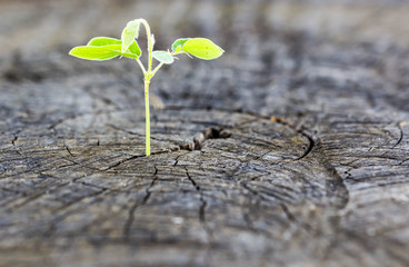 The concept of business growth The use of the regeneration of trees.