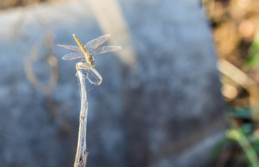 Dragonfly Detailed macro image of dragonfly on green plant 