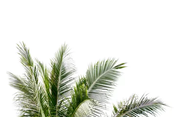 Papier Peint photo Palmier Leaves of palm tree isolated on white background.