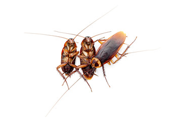 Close up cockroach isolated on white.