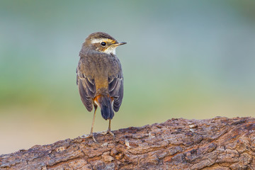 Back side of young Bluethroat (Luscinia svecica) on the wood 
