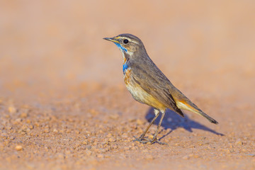 Side view of  Bluethroat (Luscinia svecica) on the ground