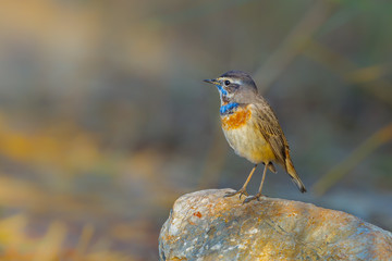  Bluethroat (Luscinia svecica)act on the stone  in nature 