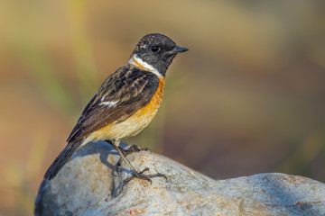 Stejneger's Stonechat (Saxicola stejnegeri) act on the wood 