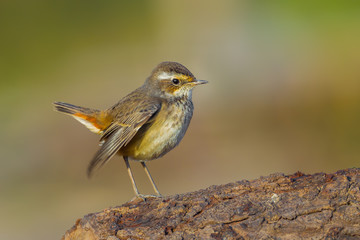 Young Bluethroat (Luscinia svecica) on the wood in nature of Thailand