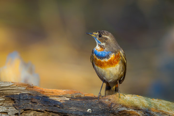 Close up of Bluethroat (Luscinia svecica) turn his head in nature of Thailand