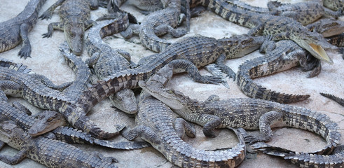 Large group of crocodiles