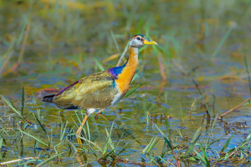 Portrait of young Bronze-winged Jacana (Metopedius indicus) in nature 